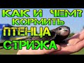 Как и чем кормить птенца стрижа?