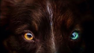 Dog trick video~ Oakley and Nova the Australian shepherds by The Wonder Paws 226 views 5 years ago 2 minutes, 4 seconds