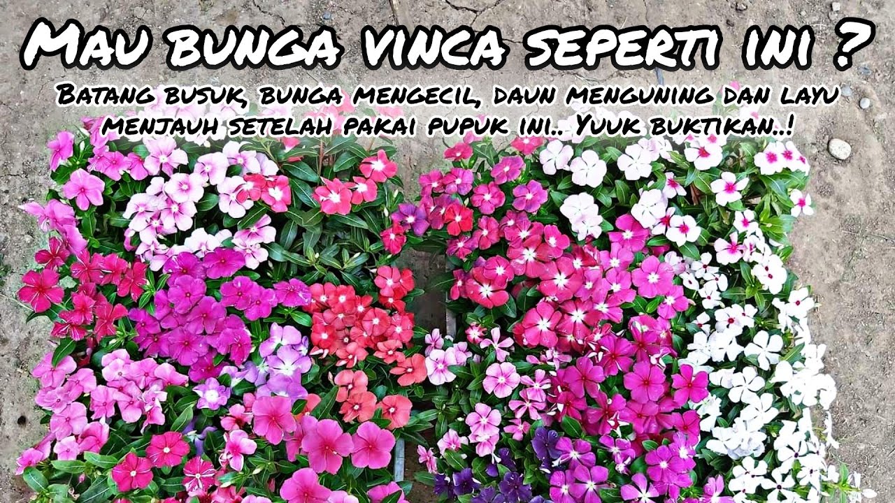 Cara Pemupukan Bunga Vinca 
