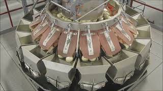Eqraft * Multihead Weigher + Bagger 1000+ bags hour