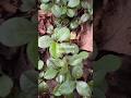 Meet an important herb ally of the mountains - Wintergreen (Gaultheria procumbens)