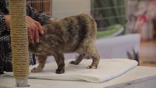 BCCNZ Cat Show 2021 - West Melton.   Myasanda Bellona by Burmese Cat Club of New Zealand 65 views 2 years ago 1 minute, 41 seconds