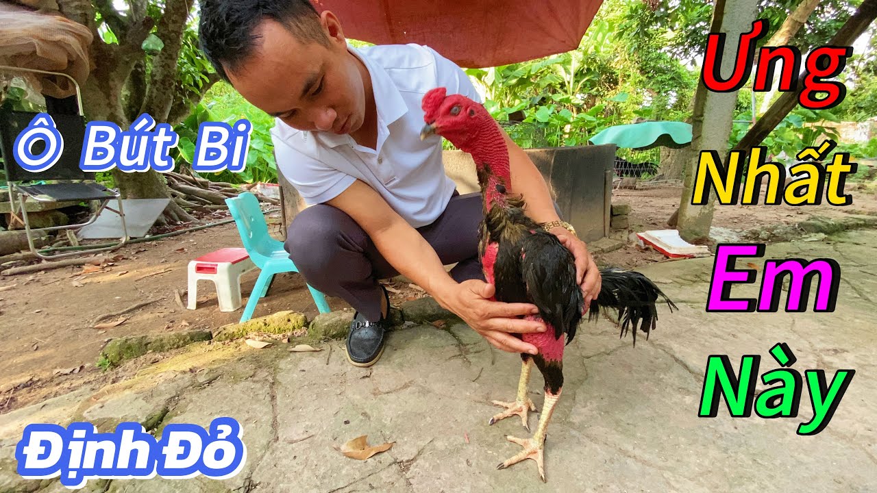 Ô Bút Bi - Định Đỏ Ưng Mắt Nhất Em Này - Quay Lại Em Gà Chuồng Số 2 / Định Đỏ