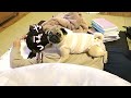 パパのジェラシーに気づき漫画のような動揺をみせるパグ犬ぷぅPug jealousy|田舎暮らし