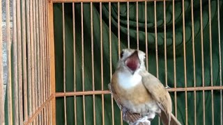 Pancingan SRDC Bahan agar cepat Gacor - SRDC Bali Gacor