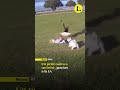 Shorts #shorts #shortvideo #fypshorts #4u #baby #babygirl