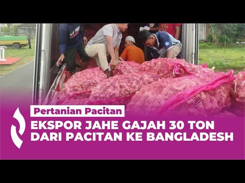 Mantap, PT IBL Ekspor Jahe Gajah 30 Ton dari Pacitan ke Bangladesh