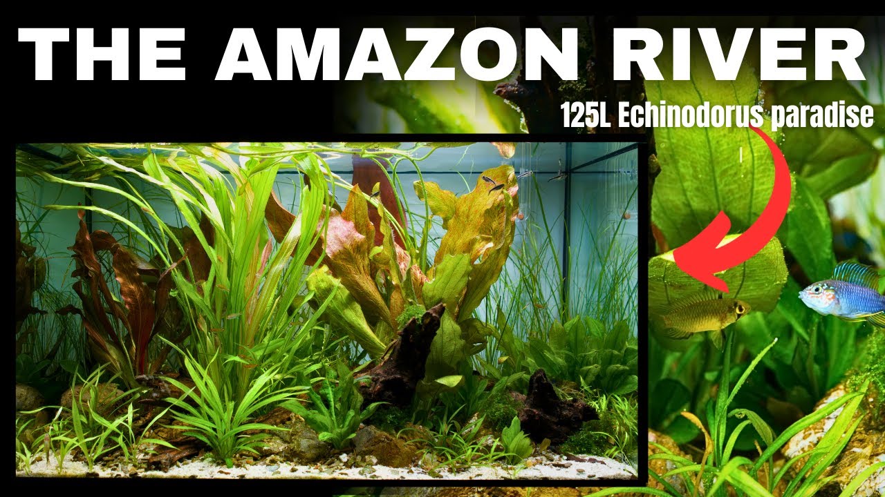 Amazon Inspired *Echinodorus Only* Aquarium (Step by Step Aquascape Tutorial)