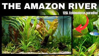 Amazon Inspired *Echinodorus Only* Aquarium (Step by Step Aquascape Tutorial)