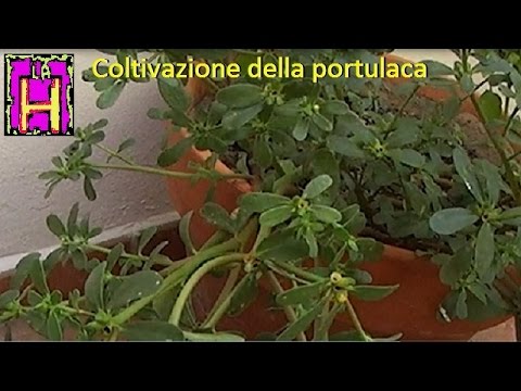 Coltivazione della portulaca. Ricette con la portulaca. Portulaca Oleracea.