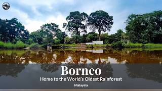 Borneo — Ancient Forest, Uncertain Lives