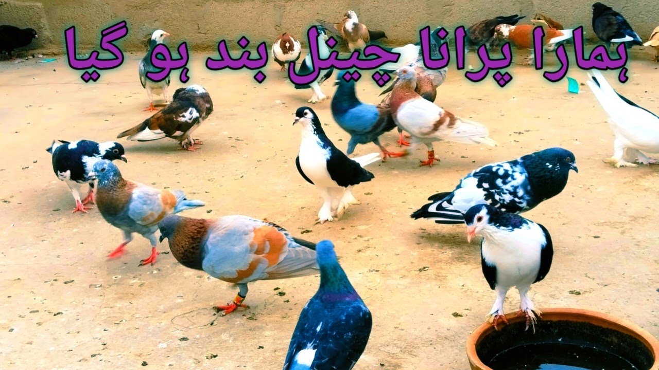 which our old ones are forced to 🕊️🥺
