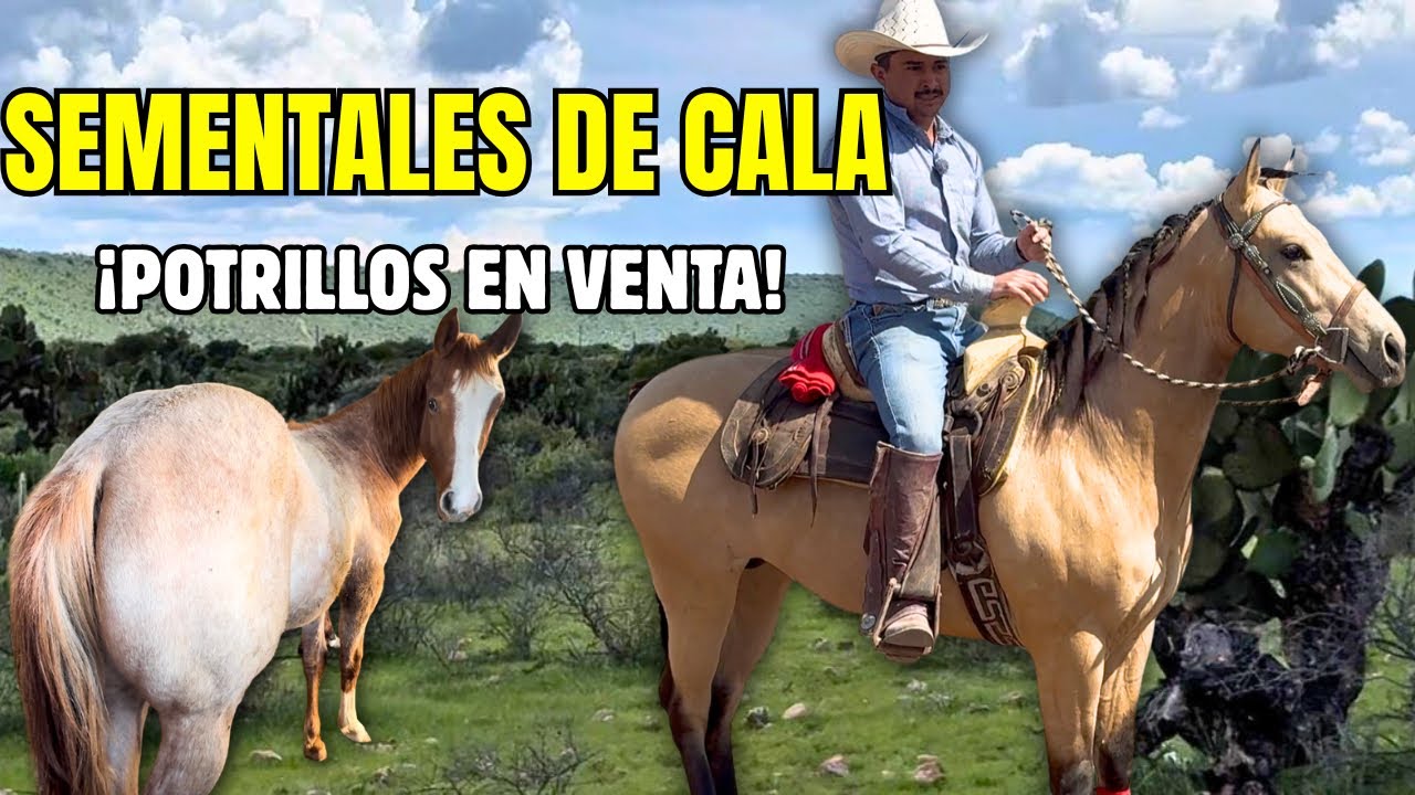 Rancho Las Cuatro Milpas: Sementales de Cala, Potrillos en Venta y rienda de caballos
