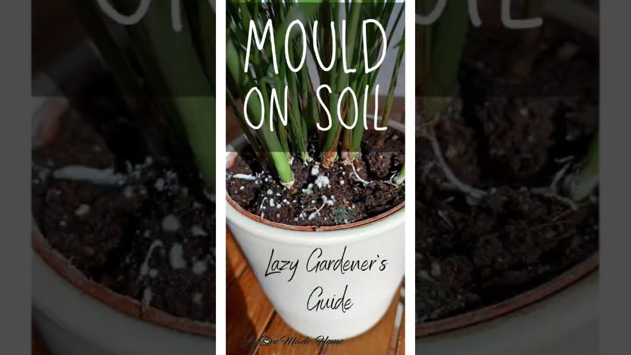How to Get Rid of Mould on Plant Soil the Easy Way - YouTube