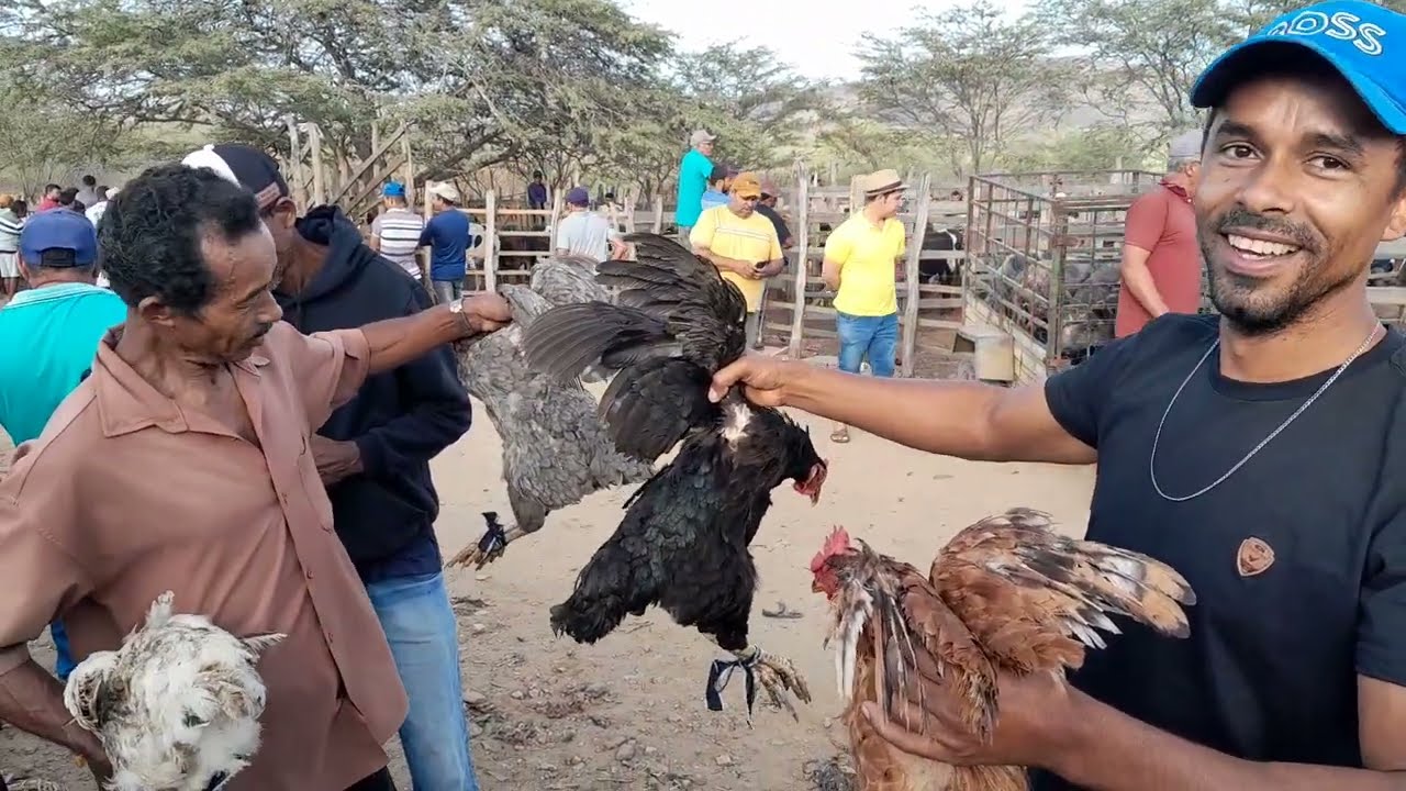 Feira de galinhas caipira da Vila do jerimum. Taquaritinga do Norte Pernambuco 18/01/2026