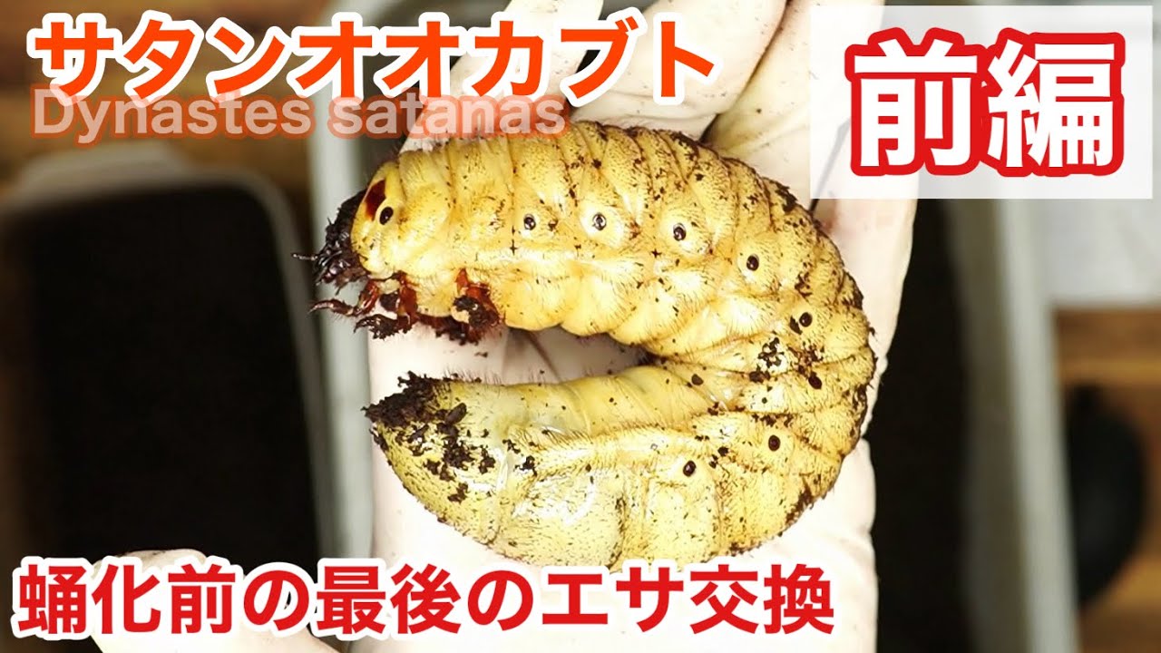 我慢の2年間】サタンオオカブトの蛹化前の最後のエサ交換【前編