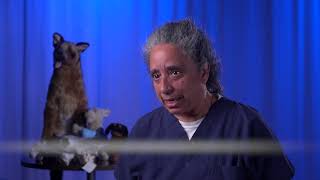 Spotlight on Veterinary Science
