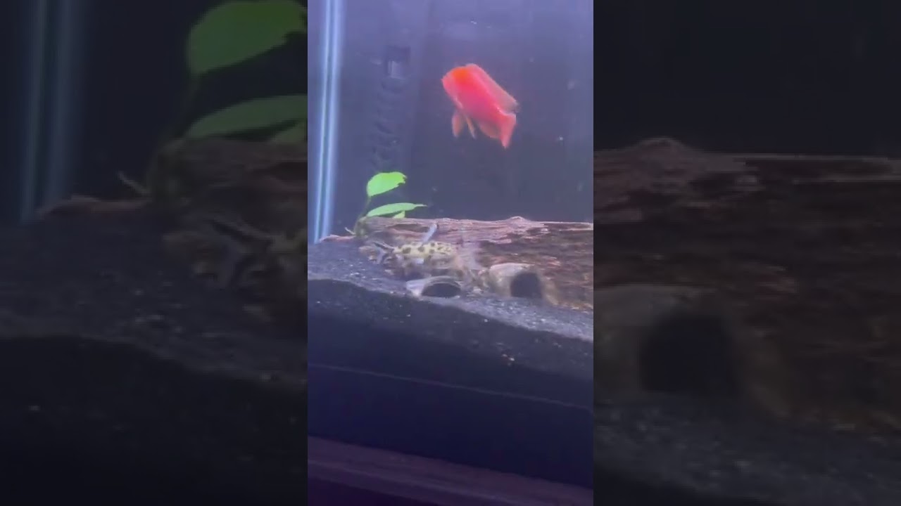 SYNODONTIS CATFISH FIGHTING!