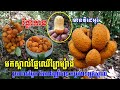 មកស្គាល់ផ្លែឈើព្រៃមួយប្រភេទ មានរូបរាងចម្លែក អាចញុំាបាន តែកម្រមានអ្នកស្គាល់ តើបងប្អូនស្គាល់ផ្លែនេះទេ