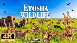 "Discovering Etosha National Park | A Safari Adventure" : 4K Relaxation Film