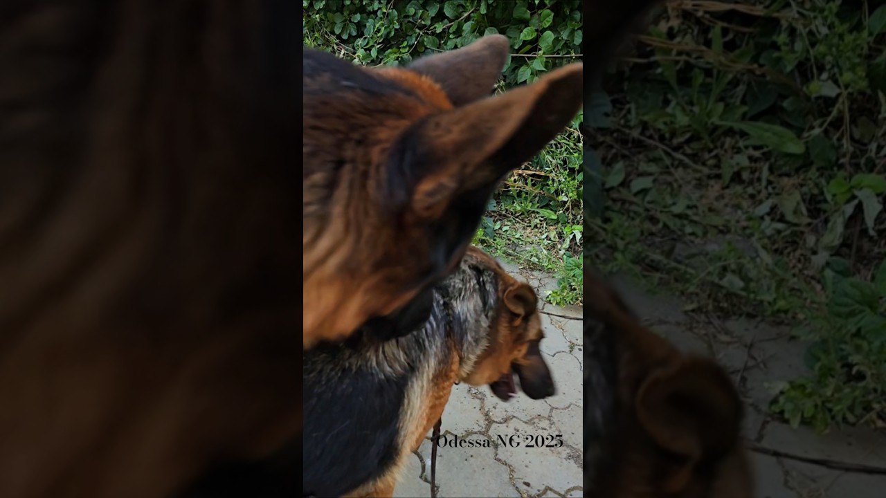 ❤️❤️Alfons and Bipa. Gorgeous German Shepherds. Odessa