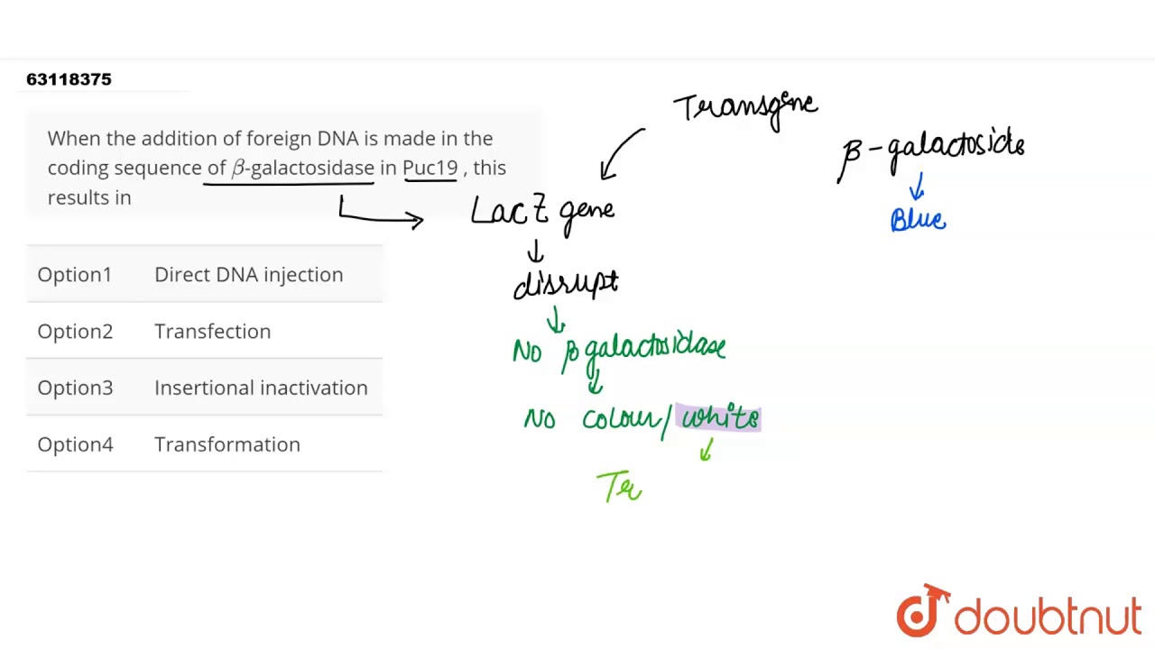 when the addition of foreign dna is made in the coding sequence of beta galactosidase in puc19