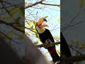 The DARK side of Toucans you never knew... 😱