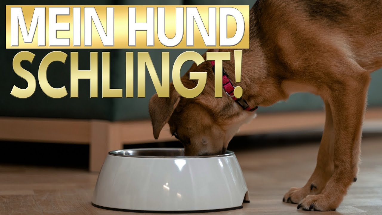 Hund schlingt Futter - So kannst du helfen!