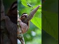 अमेज़न जंगल के रहस्य जो आपने कभी नहीं सुने 😱🌳 #shorts #facts #trending #viral #hindifacts