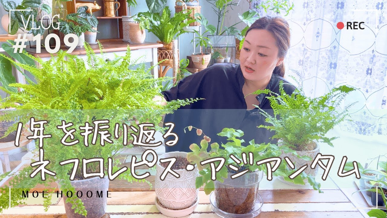 【１年を振り返る】ネフロレピス・アジアンタム（Vlog/109）