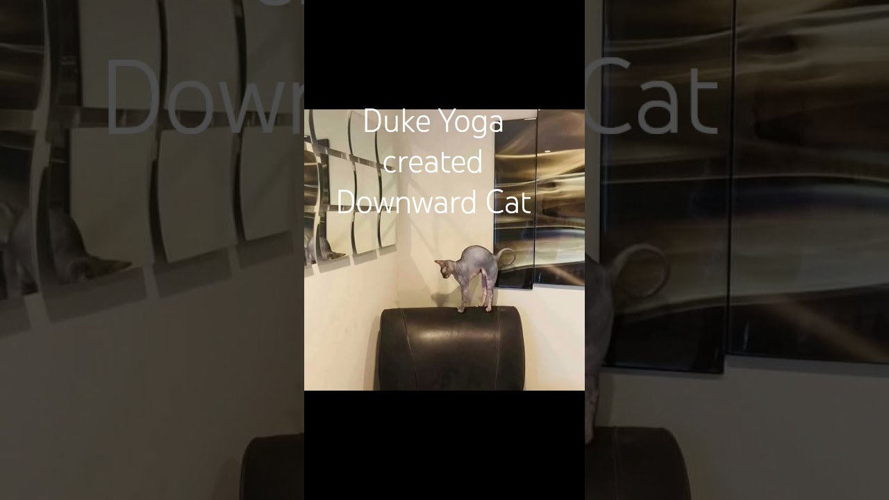 #brainhealth #yoga #DukeScottsdaleSphynxCat
