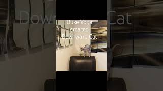 #brainhealth #yoga #DukeScottsdaleSphynxCat
