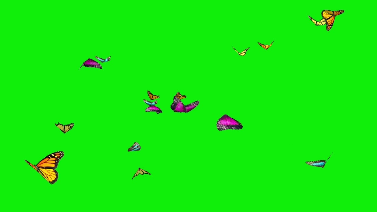 green screen butterfly effects for video making.  grass affects without copyright..