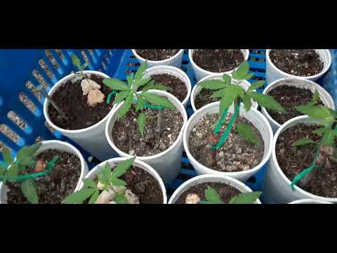 En Los 50 Dias De Floracion
