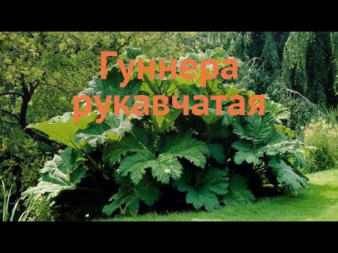 Видео: Информация о растении Gunnera - Как выращивать растения Gunnera