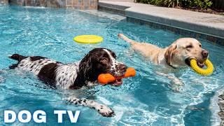 12 Hours of Dog TV for Dogs to Watch Relax 📺 Soft Piano for Loneliness 🎹 Stay Peaceful & Happy 🐾 screenshot 1