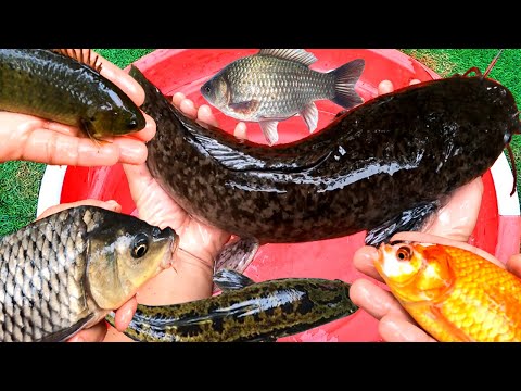 Carp, catfish, snakehead, koi, climbing perch, eel, loach - my hometown freshwater fish