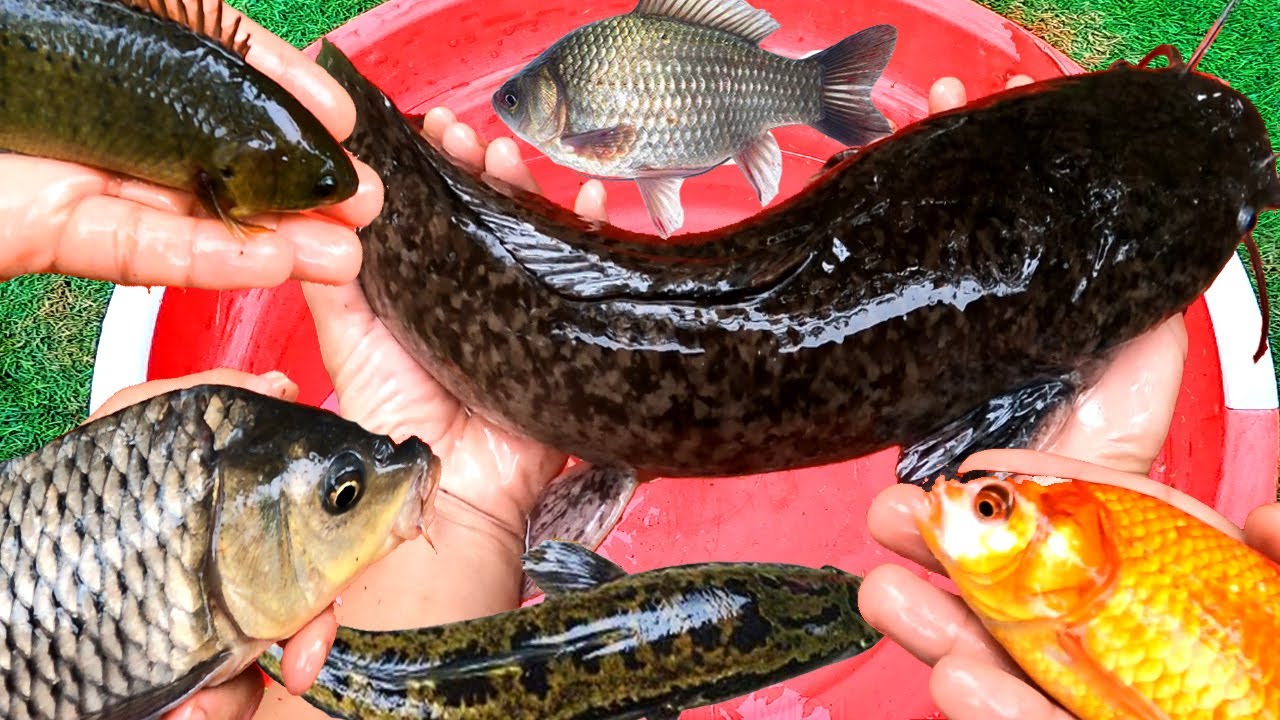 Cá chép, cá trê , cá sộp, cá koi, cá rô đồng, con lươn, con chạch - cá ...
