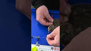 Every Sea Angler Needs To Know This. Safely Unhooking Deep Hooked Flatfish.