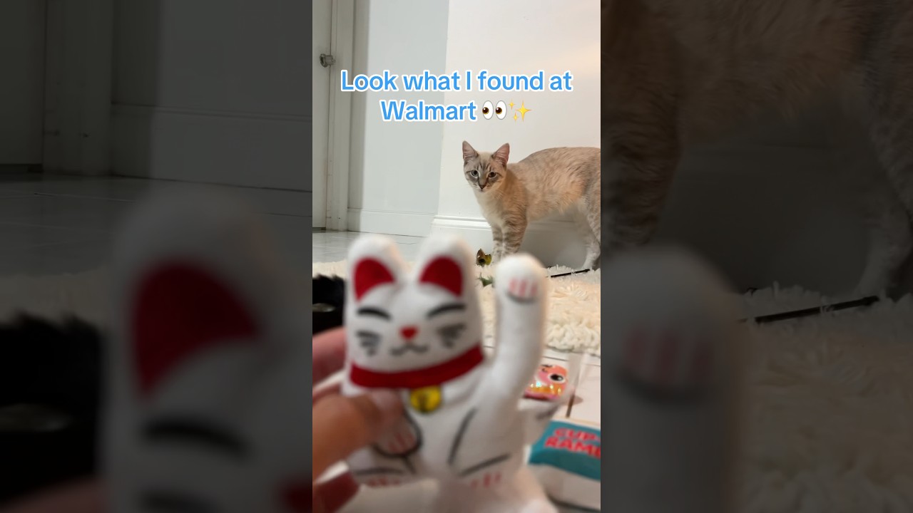 Cats Go Crazy Over Walmart Catnip Toys 😹 Vibrant Life Ramen 🍜 Waving Lucky Cat Reaction 🐱