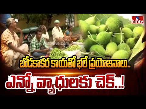 అడవుల జిల్లాలో..అరుదైన కూరగాయ | Health Benefits of Boda Kakarakaya | Adilabad District | hmtv - HMTVNEWS