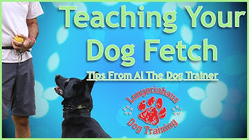 Teaching Your Dog Fetch- Tips from Al the Dog Trainer