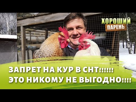 запрет на кур в СНТ! Кому это выгодно?