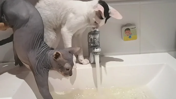 Watch the video about Cats Cornish Rex and Sphynx play with water. Sphynx washes