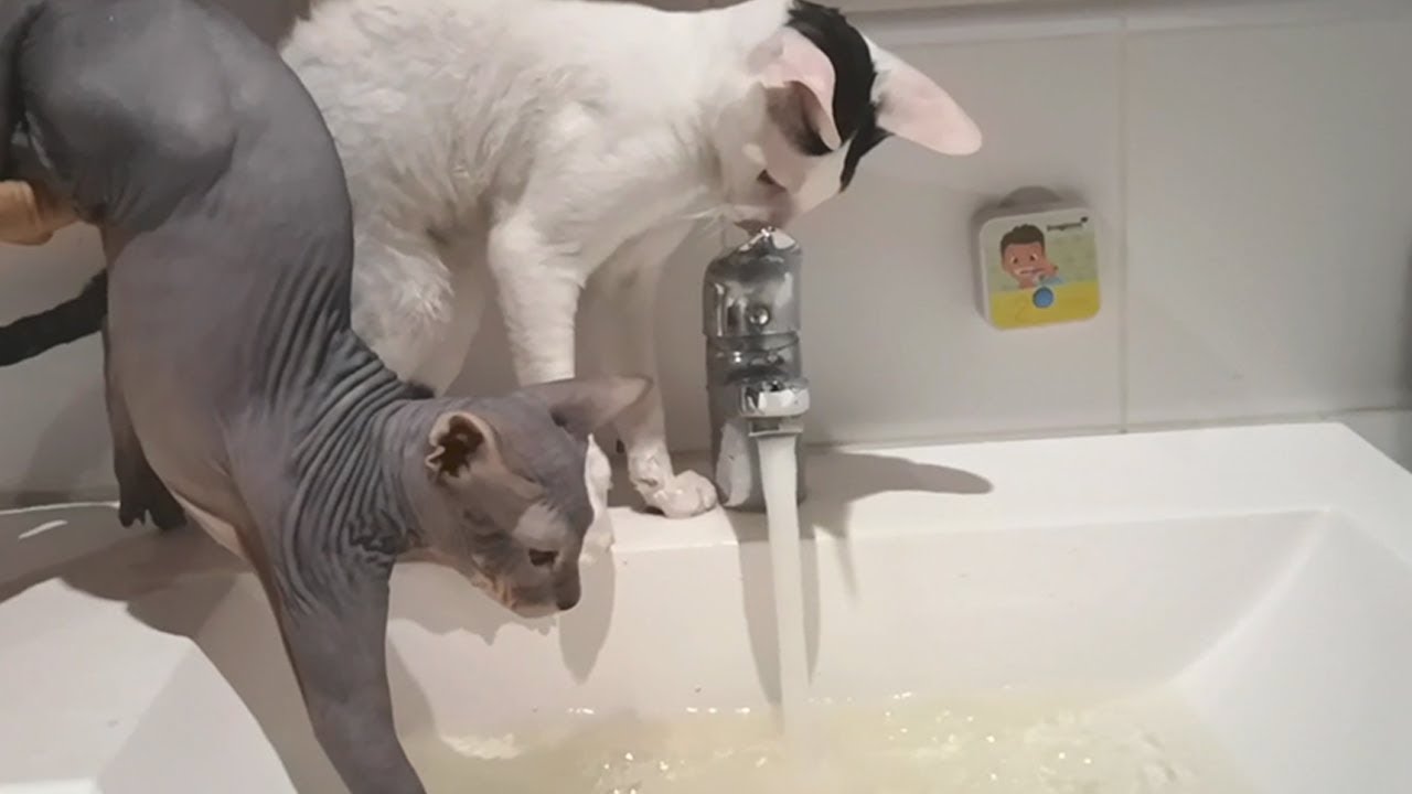 Cats Cornish Rex and Sphynx play with water. Sphynx washes
