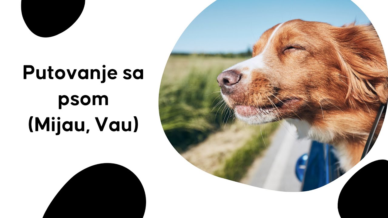Putovanje s psom (Mijau, Vau)