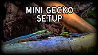 How I Setup My Neon Day Gecko Bioactive Enclosure, Phelsuma Klemmeri