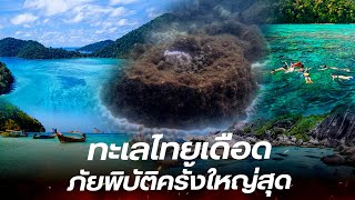 ปิดภาพลับ! 'ปะการังประหลาด' ภัยพิบัติครั้งใหญ่สุด ของท้องทะเลไทย