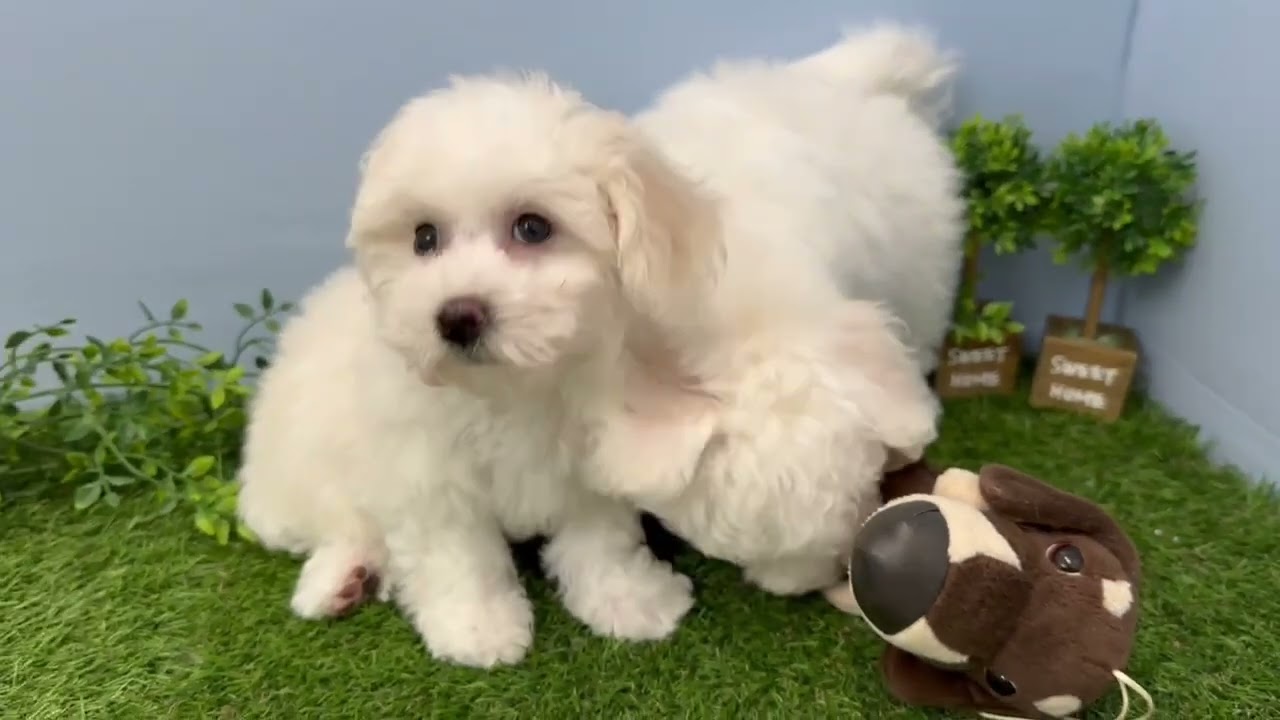 ビション・フリーゼの子犬（メス♀） いわき店｜ペットショップCoo＆RIKU