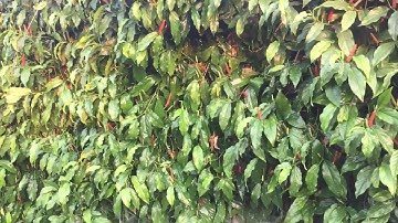 Trái tiêu lốp, dây tiêu lốp. Vị thuốc rất tốt. Kết hợp nấu thức ăn. Ngâm rượu